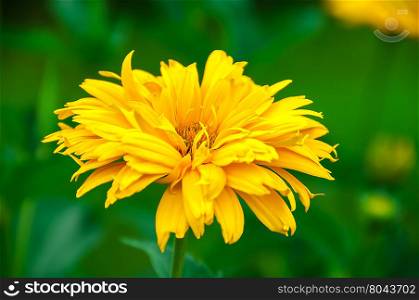 Yellow flower on a green background , there are pictures of this series