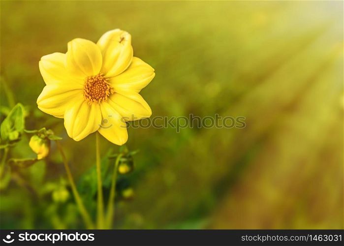 Yellow flower on a green meadow in nature. Background. Yellow flower on a green meadow in nature