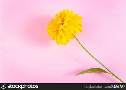 Yellow flower on a pink background. Minimalistic greeting card. Summer concept, place for text.. Yellow flower on pink background. Minimalistic greeting card. Summer concept, place for text.