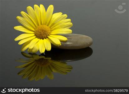 yellow flower on the rocks with dark bakground