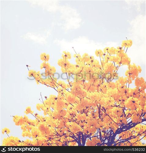 Yellow flower on the top of tree with retro filter effect