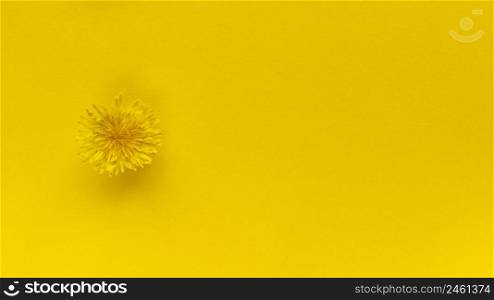 Yellow flower on yellow background. Monochrome simple flat lay with pastel texture. Fashion eco concept. Stock photography.. Yellow flower on yellow background. Monochrome simple flat lay with pastel texture. Fashion eco concept. Stock photo.