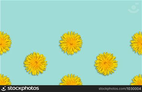 Yellow flower patterm on blue background. Dandelion flower summer background close up. Copy space