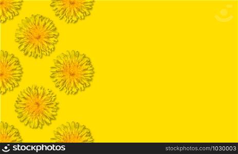 Yellow flower patterm on yellow background. Dandelion flower summer background close up. Copy space. Yellow flower patterm on yellow background. Dandelion flower summer background close up.