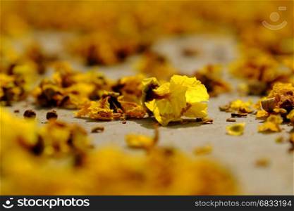 Yellow flower petals on floor fall by faded flowers make beautiful background of nature