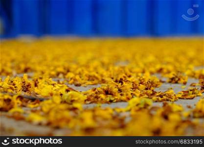 Yellow flower petals on floor fall by faded flowers make beautiful background of nature