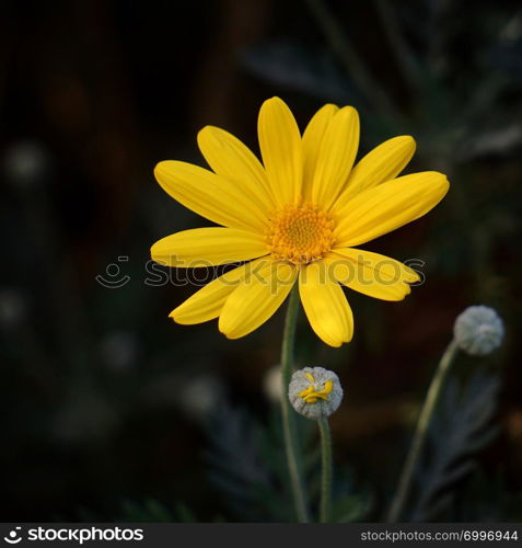 yellow flower plant in the garden