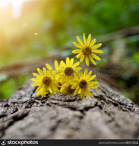 yellow flower plant in the garden, flower with yellow petals