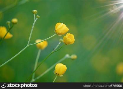 yellow flower plant in the garden in summer, yellow flowers in the nature
