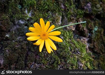 yellow flower plant in the nature