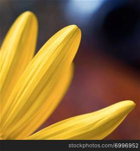 yellow flower plant petals