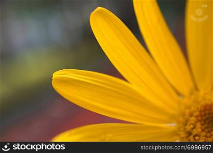 yellow flower plant petals