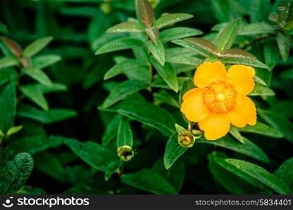 Yellow flower surrounded by green leafs