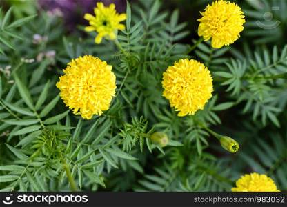 yellow flower,The name of the marigold, in Thailand