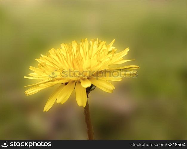 yellow flower with blurred background