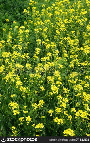 Yellow flowerets on a background a green grass