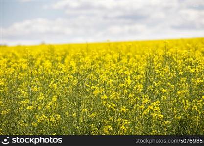 Yellow flowering field, beautiful countryside, sunny day. Beautiful valley, nature rural spring landscape
