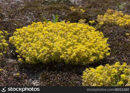 Yellow flowering Sedum acre in springtime