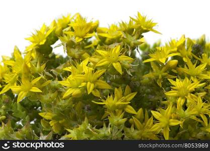 Yellow flowering Sedum acre in springtime close up