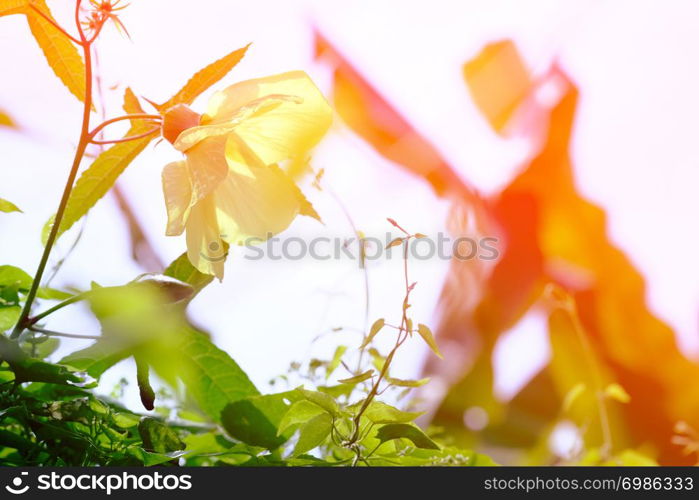 Yellow flowering shrubs under the sun in the summer backyard