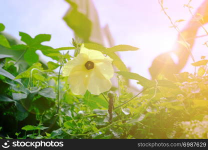 Yellow flowering shrubs under the sun in the summer backyard