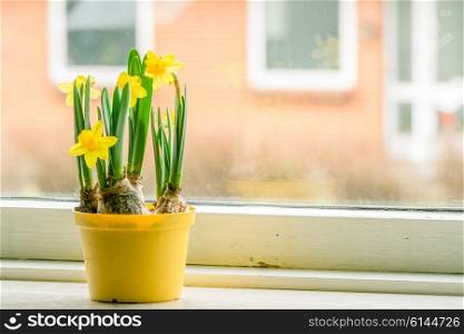 Yellow flowerpot with daffodils standing in a window