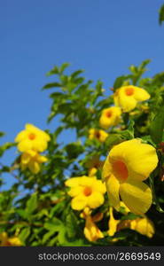 yellow flowers