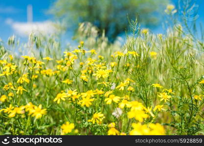 Yellow flowers