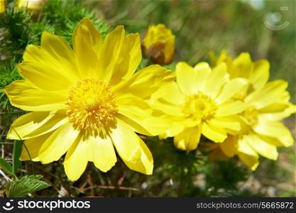 Yellow flowers (Adonis vernalis) on the green field