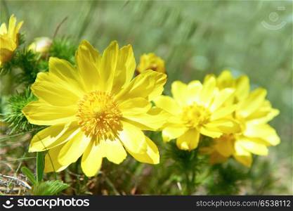 Yellow flowers (Adonis vernalis) on the green field. Yellow flowers