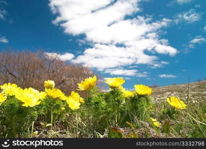 Yellow flowers (Adonis vernalis) with clouds and sky.