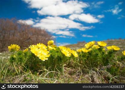 Yellow flowers (Adonis vernalis) with clouds and sky.