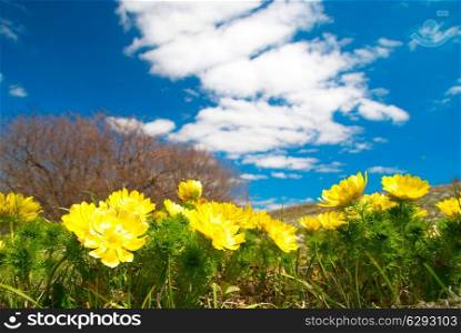 Yellow flowers (Adonis vernalis) with clouds and sky.