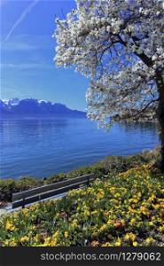 Yellow flowers and blooming tree during springtime at Geneva or Leman lake, Montreux, Switzerland. Springtime at Geneva or Leman lake, Montreux, Switzerland