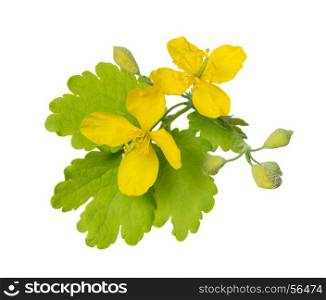 Yellow flowers and green leaves of a medicinal herb Celandine in May isolated on white background