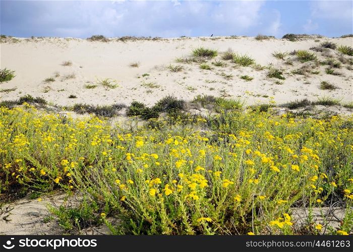 Yellow flowers and sand dunes near Caesarea, Israel