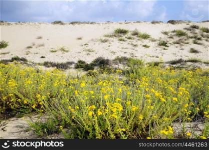Yellow flowers and sand dunes near Caesarea, Israel