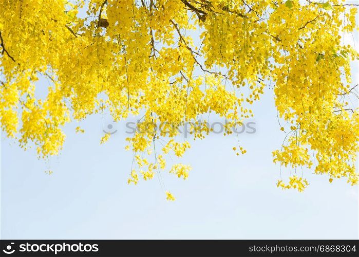 Yellow flowers and sky In the bright sky of summer