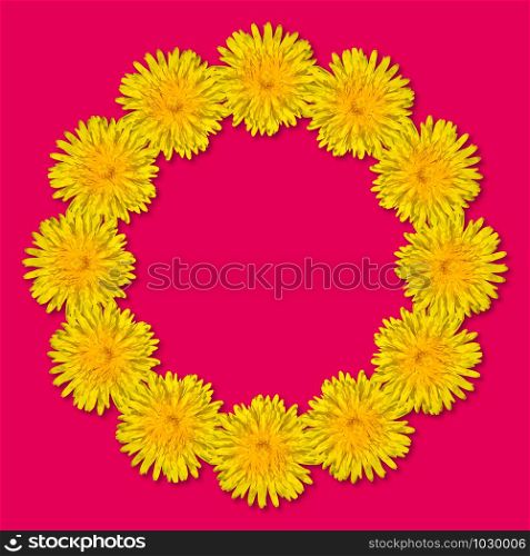 Yellow flowers arranged in a round frame isolated on bright pink background. Floral frame from dandelions. Copy space.
