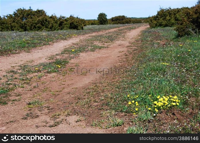 Yellow flowers at a dirt road in a plain grassland with junipers