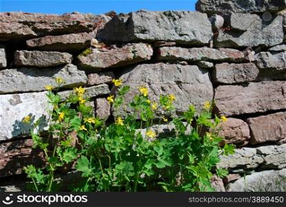 Yellow flowers at an old stone wall at springtime