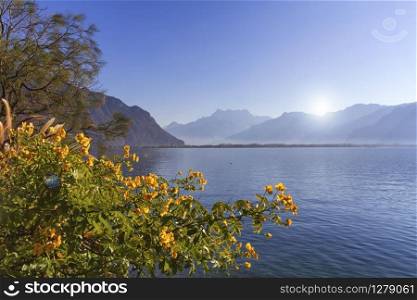 Yellow flowers at Geneva lake, Montreux, Switzerland. See Alps mountains in the background.. Flowers at Geneva lake, Montreux, Switzerland