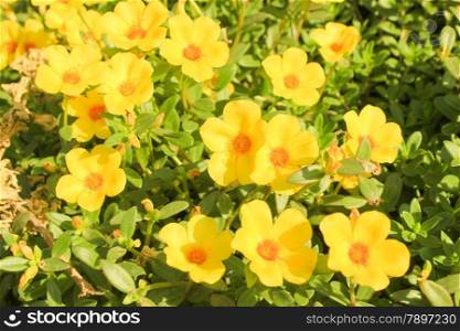 Yellow Flowers at sun light