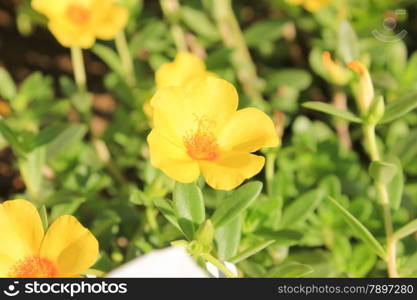 Yellow Flowers at sun light