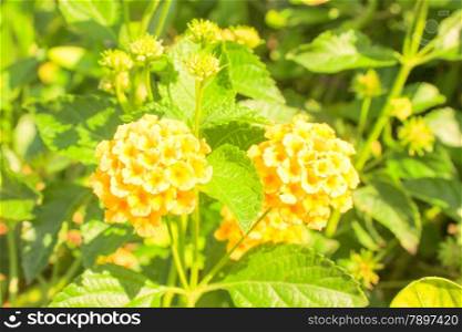 Yellow Flowers at sun light. Flowers on green background.
