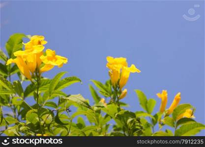 Yellow Flowers at sun light. Flowers on sky background.