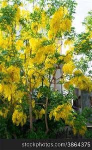 yellow flowers bloom in spring