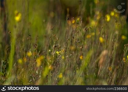 Yellow flowers. Blooming flowers. Yellow flowers on a green grass. Meadow with rural flowers. Wild nature flowers on field.