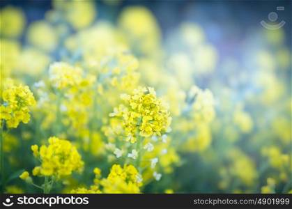 Yellow flowers blossom in garden or park, close up