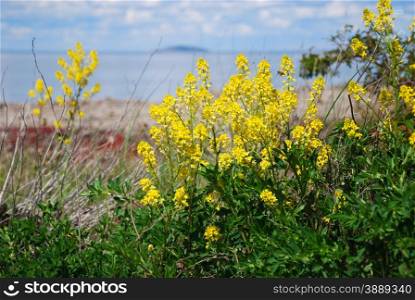 Yellow flowers by the coast of the swedish island oland in the Baltic Sea